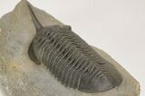 Morocconites Trilobite Fossil - Huge Example #206481-5